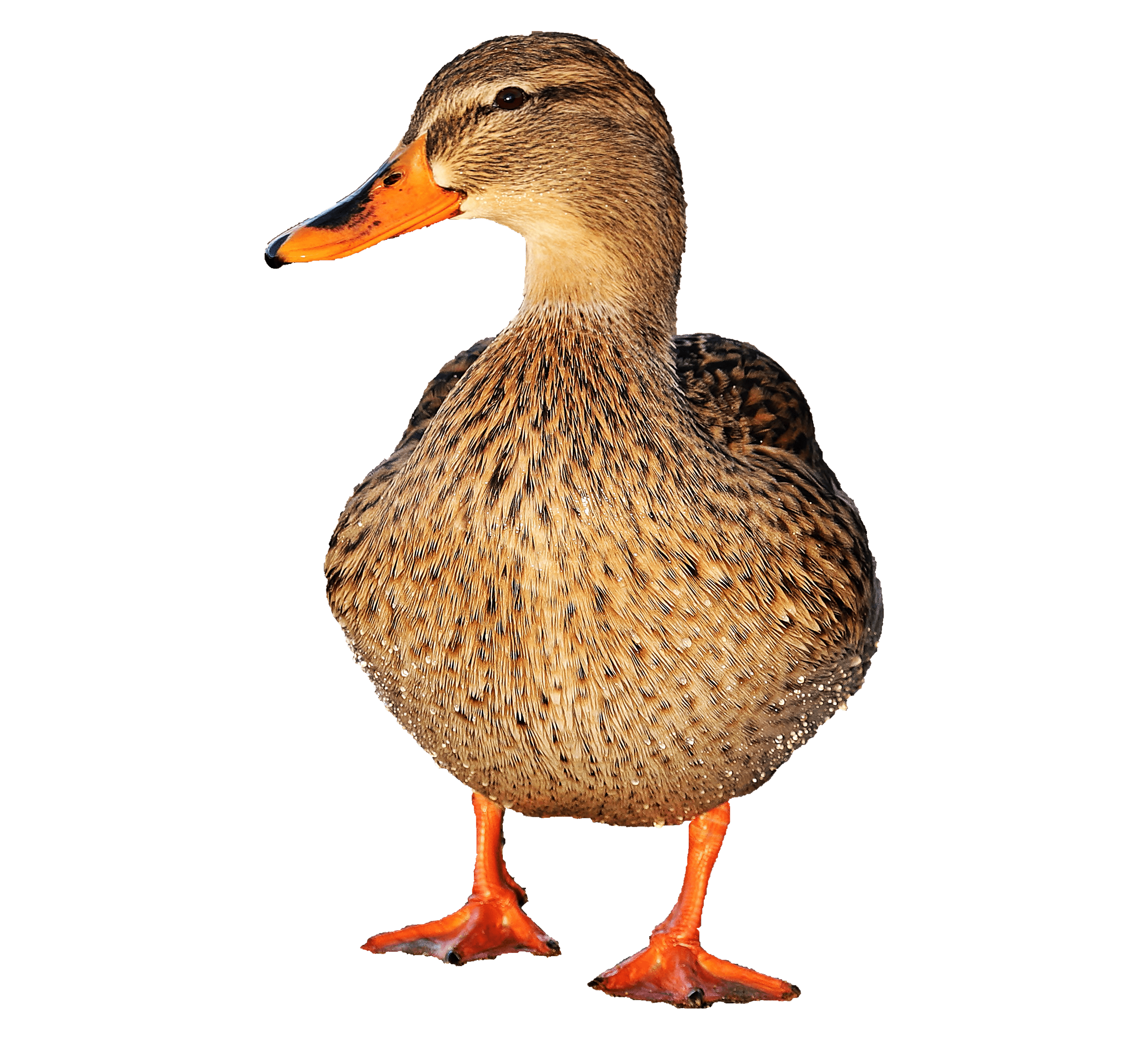 canard